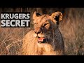 Selfdrive VS Guided SAFARI (And Kruger Parks SECRET)