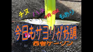 西宮ケーソン 今日もサヨリが好調 fishingmax 武庫川