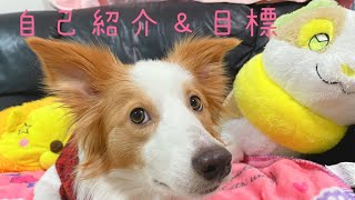 ころんの自己紹介動画 #ボーダーコリーのころん #ボーダーコリーのいる生活  #愛犬との暮らし