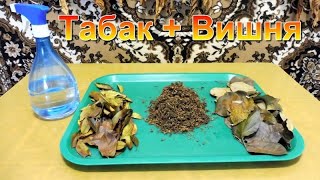 Табаководство: Лист Вишни + Табак, Ароматизация.