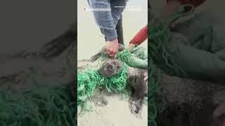 Beachgoers save baby seal from net in South Africa