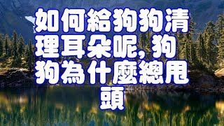 如何給狗狗清理耳朵呢,狗狗為什麼總甩頭