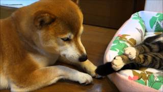 柴犬いちごと猫ミルキー　暑い日の寝姿　Sleep appearance of cat and Shiba Inu