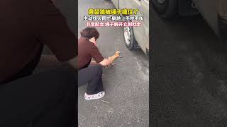 黄鼠狼被绳子缠住了，主动找人帮忙，躺地上不咬不叫非常配合，绳子解开立刻就走