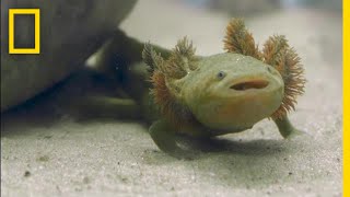 23 Nuns Fight For the Survival of an Endangered Mexican Salamander | National Geographic