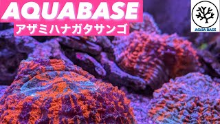 アザミハナガタサンゴ　在庫紹介　横浜にあるサンゴ専門店　AQUABASE（アクアベース）