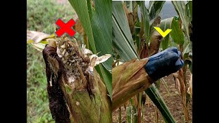 Umuti w'inyoni Zona ibigori uhendutse cyane/ Solution to Maize harvest loss by birds damage