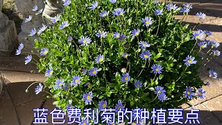 蓝色费利菊 （Felicia amelloides)的种植要点