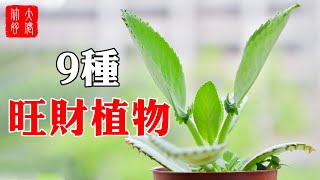 【風水】有錢人家中必備的，9種富貴長壽花，80%的人都不知道#大佬你好啊