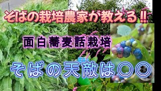 【栽培農家直伝】蕎麦って凄い作物なんです！！【雑草編】