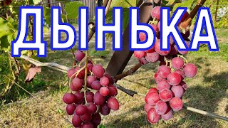 Виноград ДЫНЬКА 18.08.2024