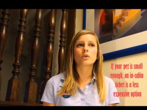 Pet Shipping Tips: Flight Costs Pet Shipping Tips: Flight Costs