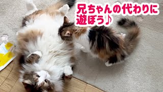 1歳♂猫のワクチン接種＆心エコー🏥病院帰りの匂いが気になる子猫