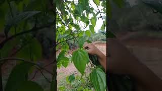 plucking Betel leaves #shortvideo #betelleaf #subscribe #medicineplants