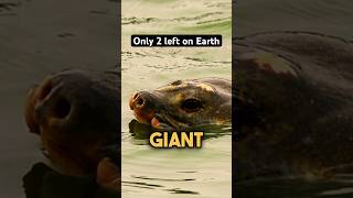 Can We Bring This Animal Back From Extinction