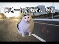 我再也不打哈欠了。#猫meme #猫meme的日常 #猫meme小剧场 #猫咪