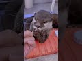 この手を綺麗にするのだッ 丁寧に毛繕いしてくれるさんちゃん カワウソ otter コツメカワウソ 毛繕い grooming 2020 ottercafe jap