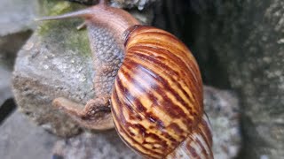 நத்தையின் ரகசியம்/ secret of snails