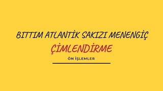 Bıttım Atlantik Sakızı Menengiç Tohumu Çimlendirme