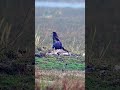 greater spotted eagle with kill eagle raptors accipiter wildlife