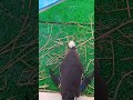 ペンギン❤️初めて見ました✨頑張ったねー！🐧💦🥰 おもしろ ペンギン 京都市動物園