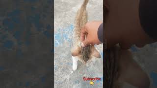 Stray Cat Adopt Video Appriciate My Work😇