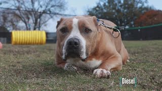 Tailwaggers: Meet Diesel