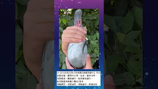 24 251502灰白羽♂欣麥德氏賽鴿育種中心影片介紹