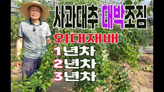 포기마다 주렁주렁 외대재배 사과대추 대박 조짐  - 외대재배 1년차,2년차,3년차-혹파리 피해로 폐농위기가 있었지만 이겨내고 많은 결실을 맺어 가고 있는 영상