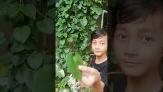 aku mau penting daun binahong, buat obat luka abis jatuh biar cepet sembuh