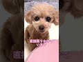 旨しモノを持ってこい🐶🍭🍰💕【wbc ロス・侍ジャパン ロス】癒し犬