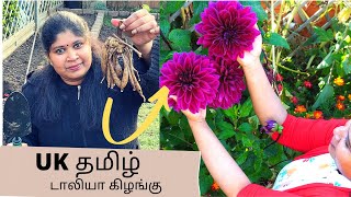 என் UK தோட்டத்திற்கு டாலியா பூ கிழங்கு | DAHLIA TUBER TO FLOWER | UK GARDENING | ENGLAND THAMIZHACHI