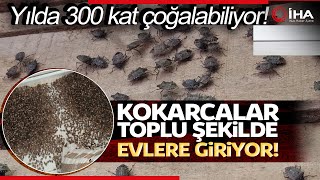 Kahverengi Kokarcalar, Ordu’da Toplu Şekilde Evlere Giriyor