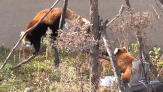 2014年11月3日　円山動物園　レッサーパンダ　ココと赤ちゃん２