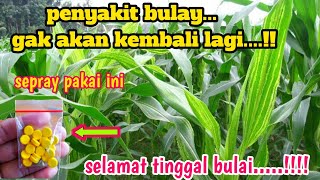 mencegah penyakit bulai pada tanaman jagung & cara mengatasi nya