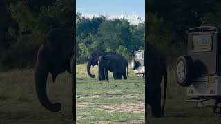 මින්නේරියේ අලි බැලිල්ල🐘 #shortvideo #eliphant #baby #wild #views  #elephant #viral #2023 #asmr