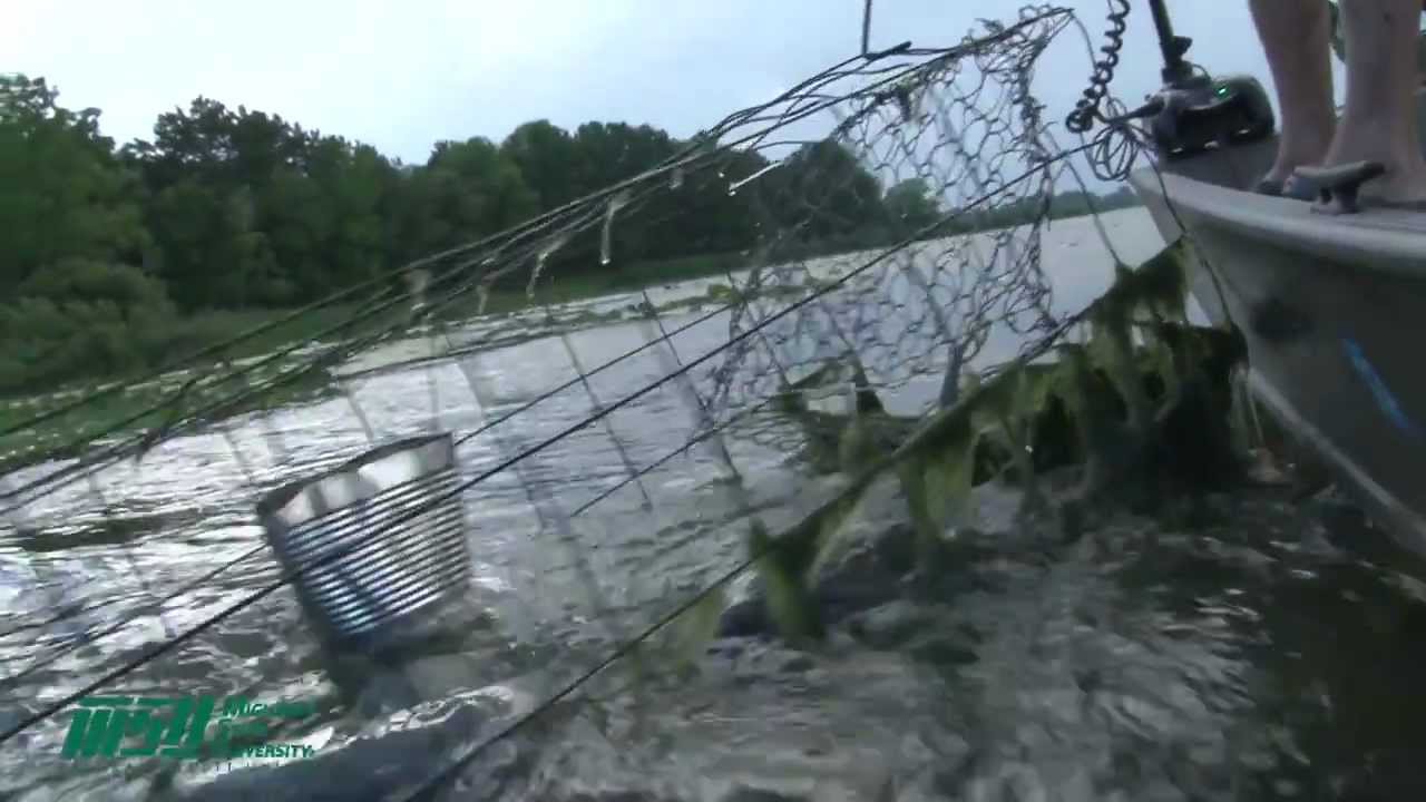 Turtle Trapping Youtube