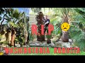 R.I.P. Washingtonia robusta (2024)