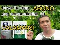 Bawal ba mag ABONO sa calamansi na kasalukuyang namumulaklak?.