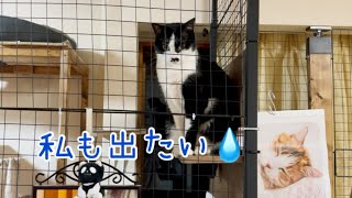 [多頭飼い] 網の中に閉じ込められている甘えん坊の猫との時間