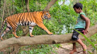 Royal bengal tiger attack | tiger attack man in the forest, tiger attack in jungle