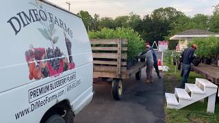 Blueberry Plants Drive-Thru Pick Up at DiMeo Farms in Hammonton, NJ