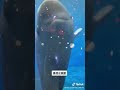 スナメリたちの朝のご挨拶😆❤️ 鳥羽水族館 aquarium 飼育員 うちの子が可愛すぎる 動物大好き イルカ スナメリ shorts