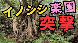 過去、自らイノシシ4頭を撃って獲った楽園へ！　一度スルーしたものの、気になる寝屋に再び猟犬を投入した結果…。