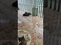 KUCING JANTAN BERMALAM DI RUMAH KU