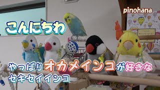 「おしゃべり」やっぱりオカメインコ(ぬいぐるみ)が好きなセキセイインコ　ぴの　pinohana