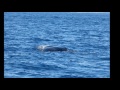 dominica whales two