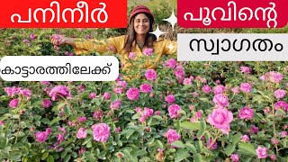 പനിനീർ  പൂക്കളുടെ  കൊട്ടാരത്തിലേക്ക്  സ്വാഗതം /Nadan  panineer rose /Rosemalayalam