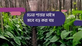 পান চাষের সকল সমস্যার সমাধান নিন এখানে