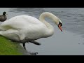 vogels in de winter